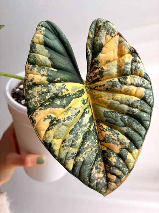 Variegated Alocasia Nebula Aurea