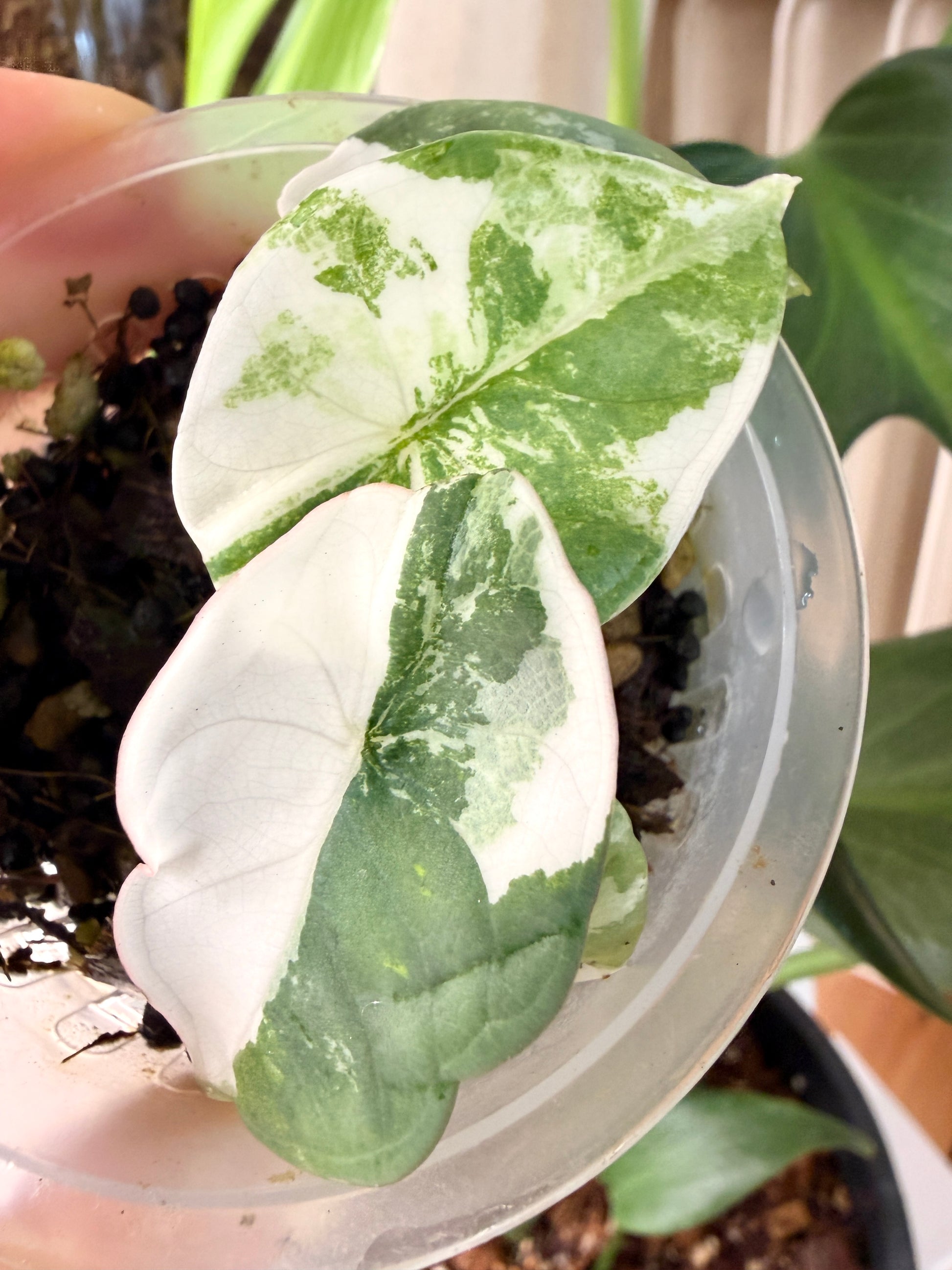 Variegated Alocasia Nebula Albo Pink