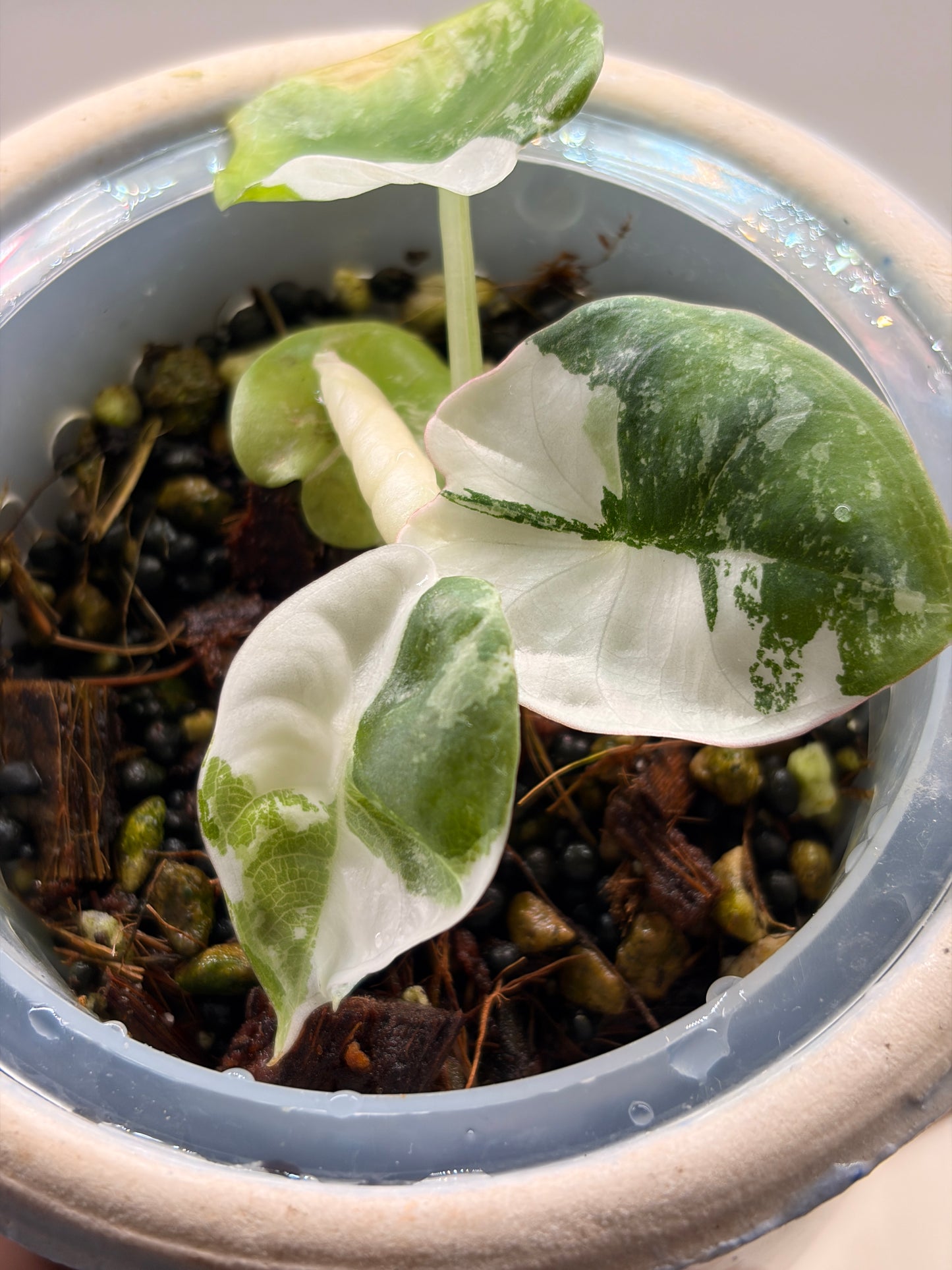 Alocasia Nebula Albo Pink Variegata