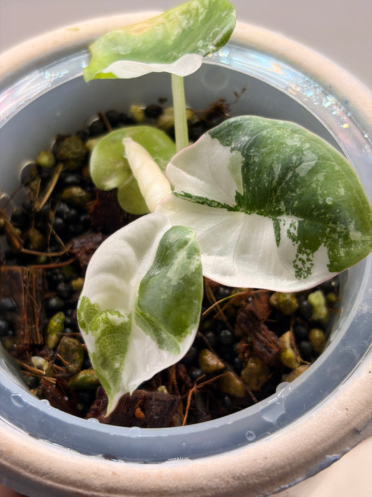 Alocasia Nebula Albo Pink Variegata