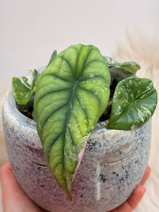 Alocasia Nebula Pink Variegated 