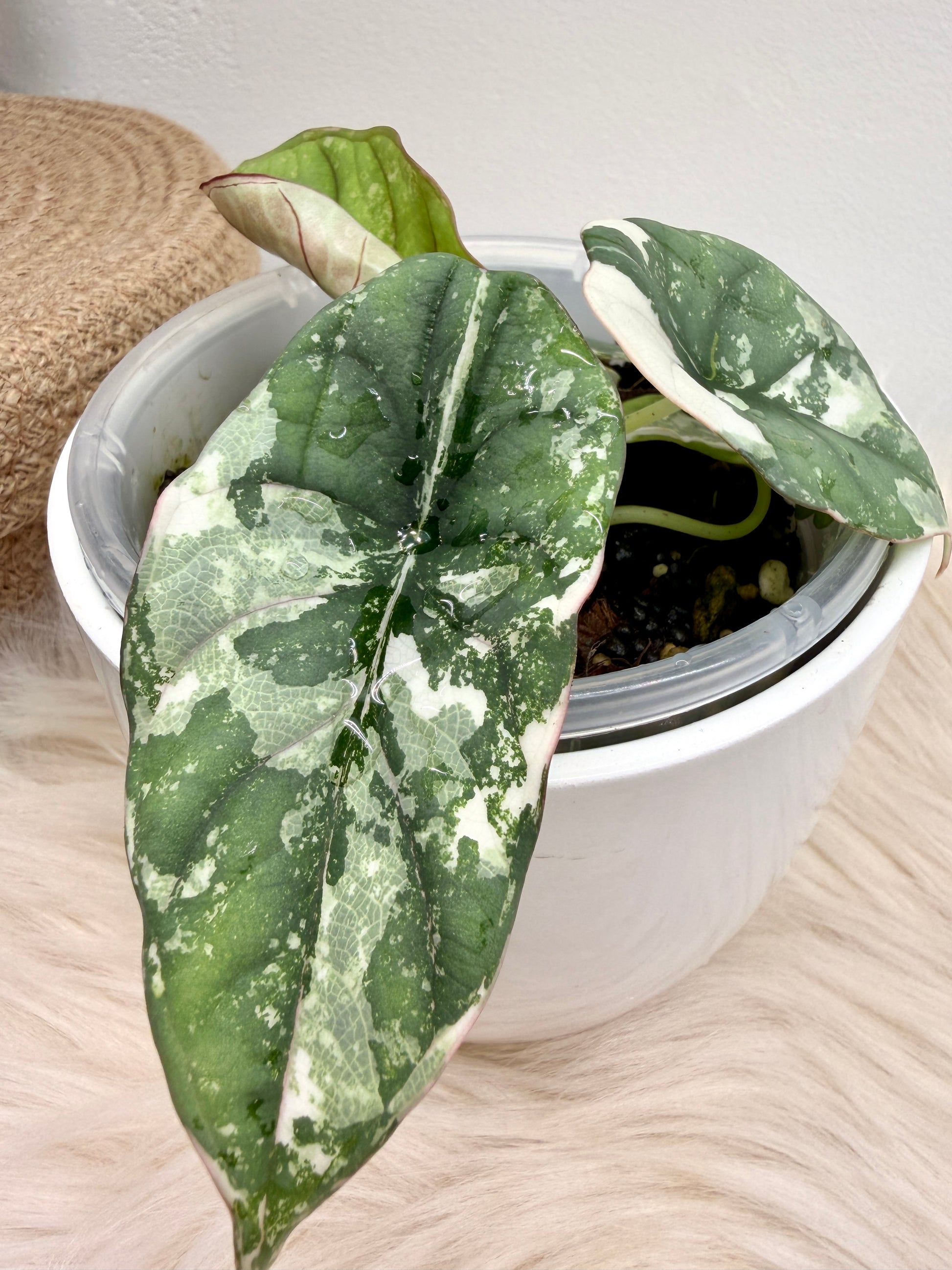 Variegated Alocasia Nebula Albo Pink