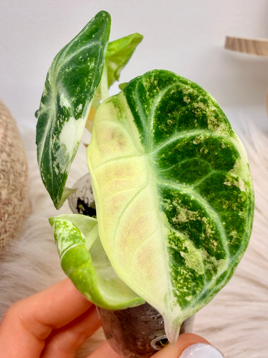 Variegated Alocasia Ninja True Albo