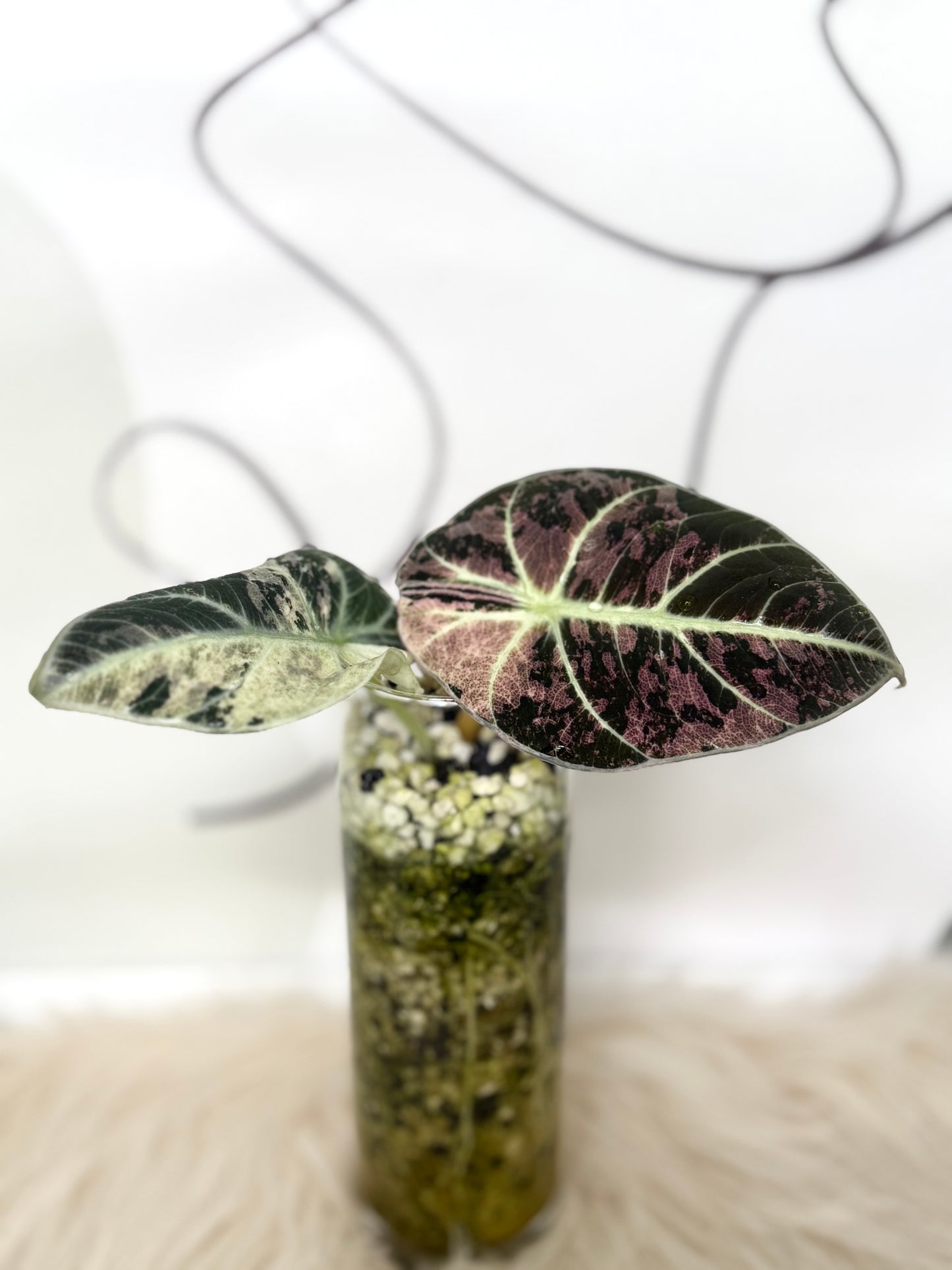  Alocasia Ninja Pink Variegata 