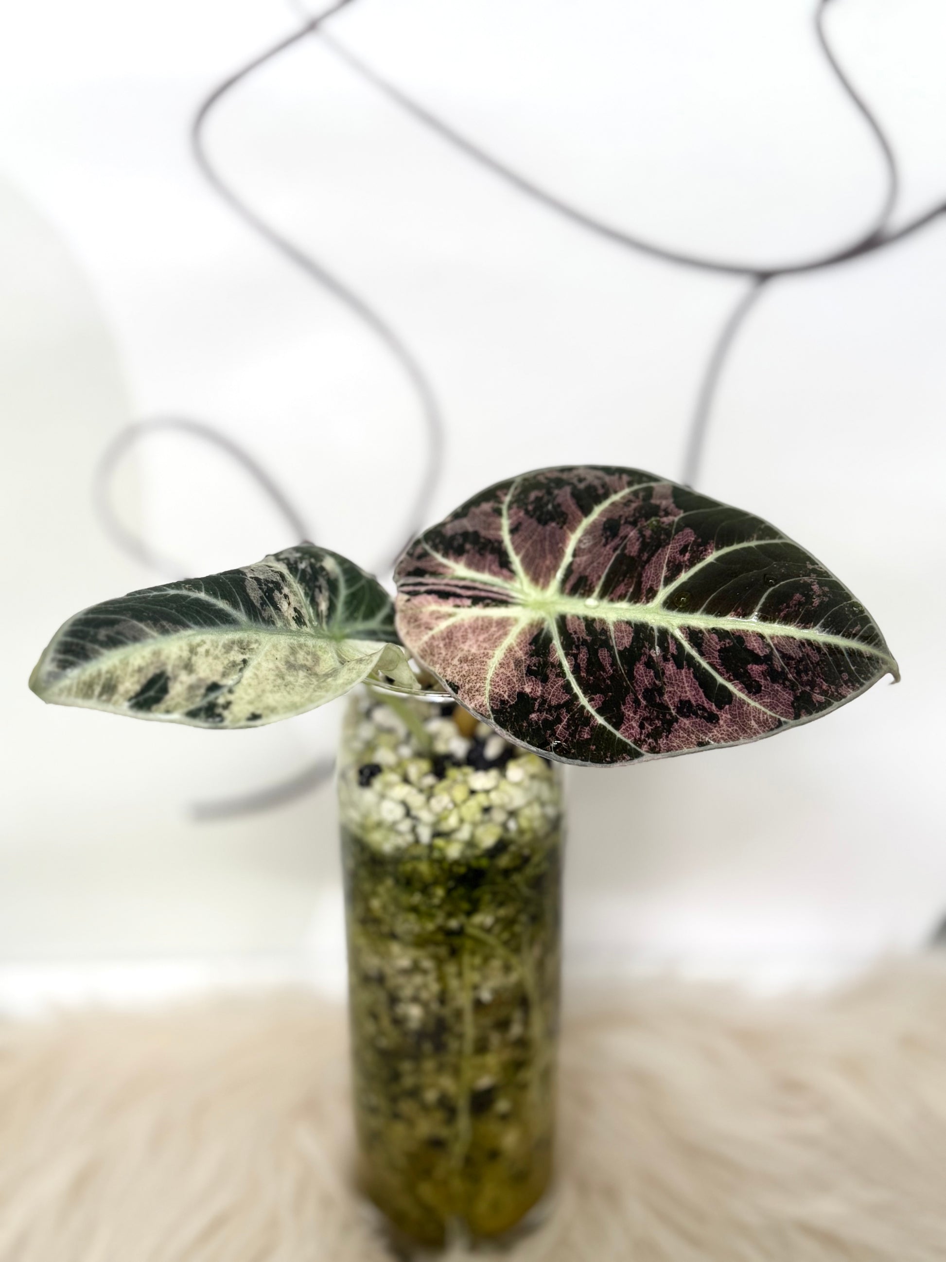  Alocasia Ninja Pink Variegata 
