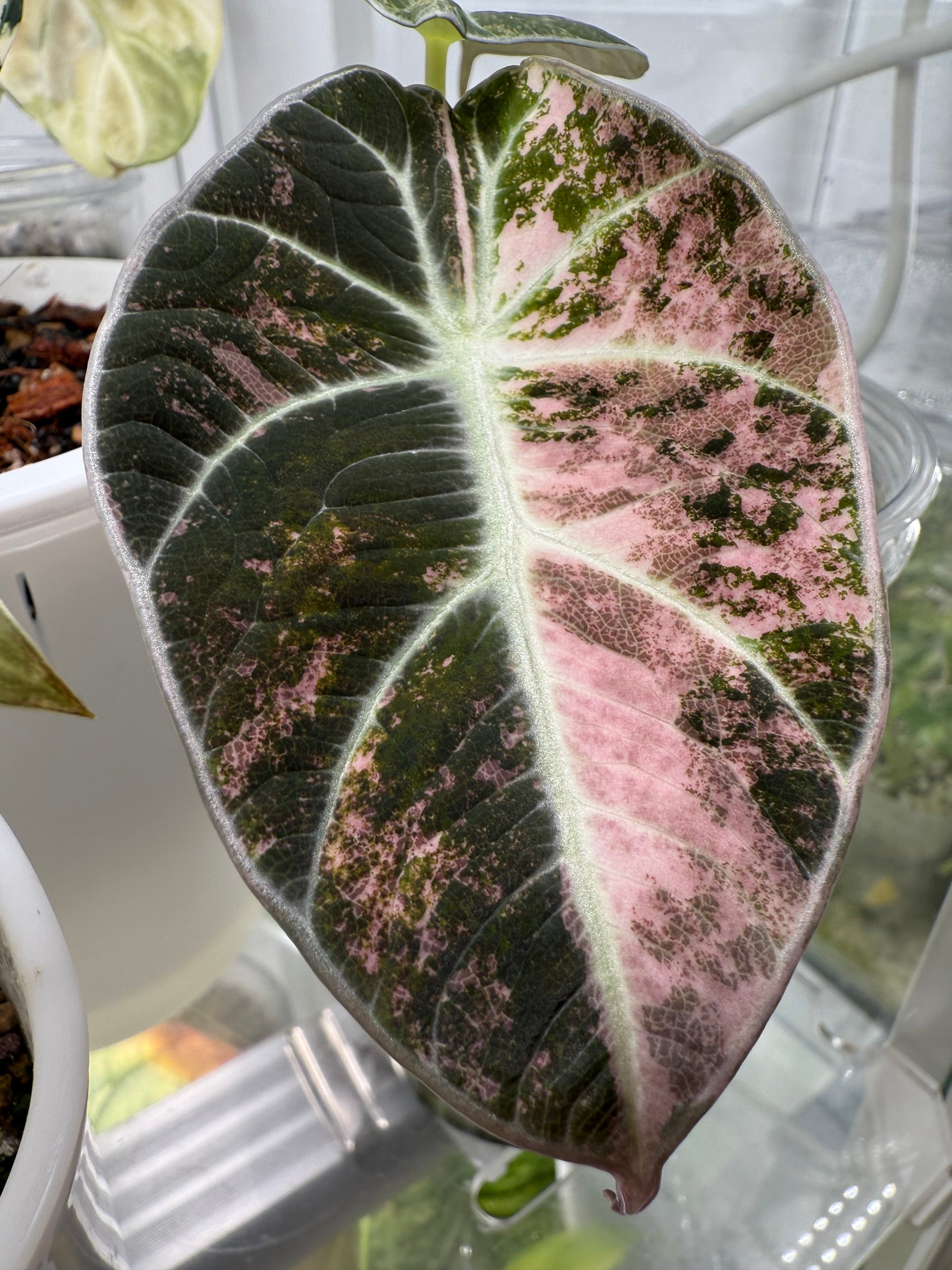 Alocasia Ninja Pink Variegata