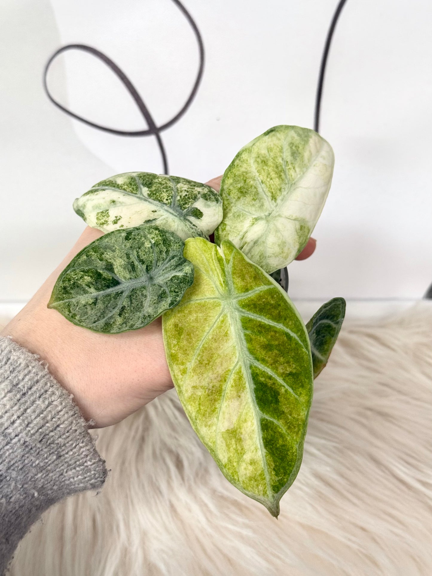 Alocasia Ninja Tricolour Corms | Rhizome
