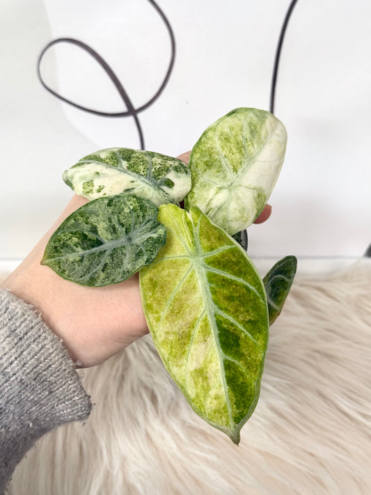 Alocasia Ninja Tricolour Corms | Rhizome
