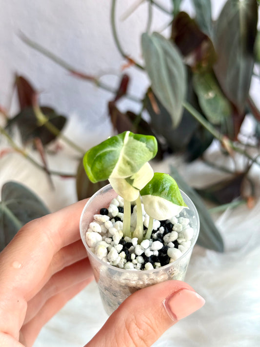 Alocasia Ninja True Albo