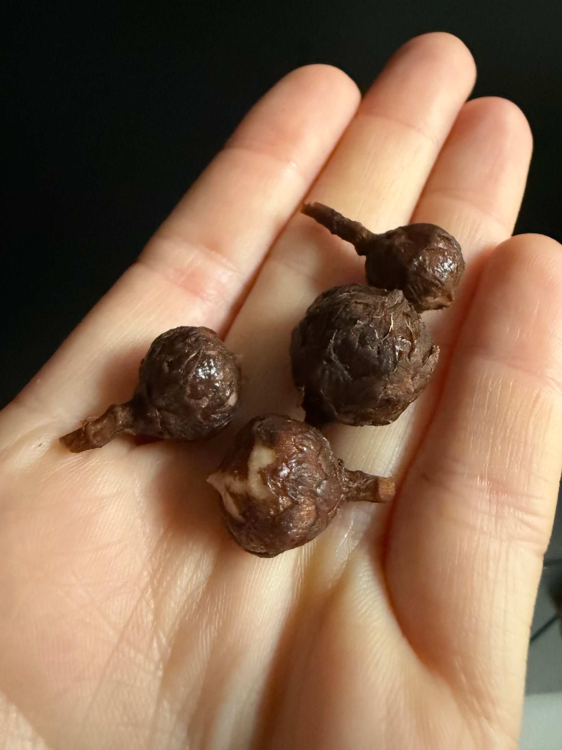 Alocasia Ninja True Albo Corms | Rhizome