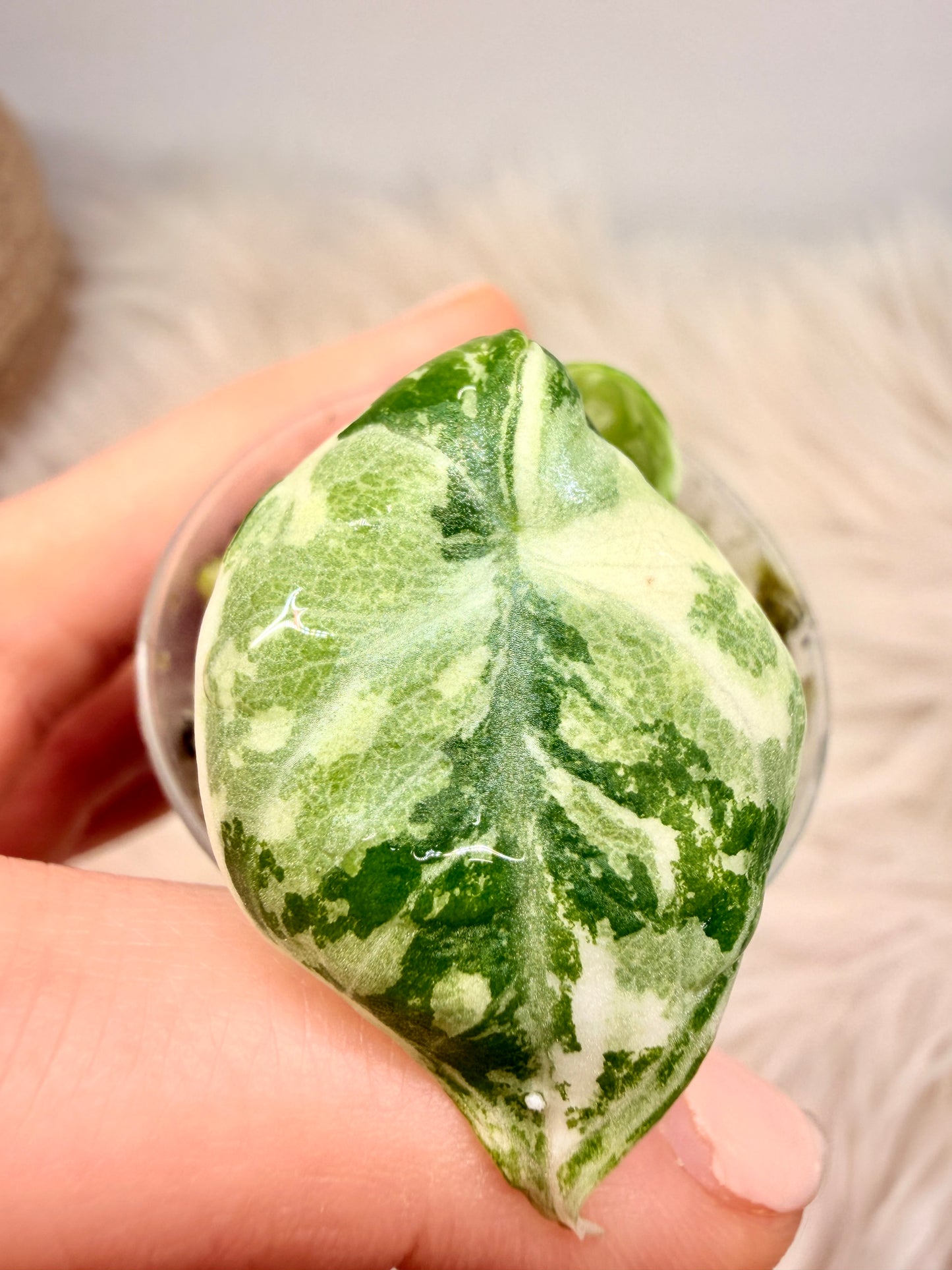 Variegated Alocasia Ninja True Albo