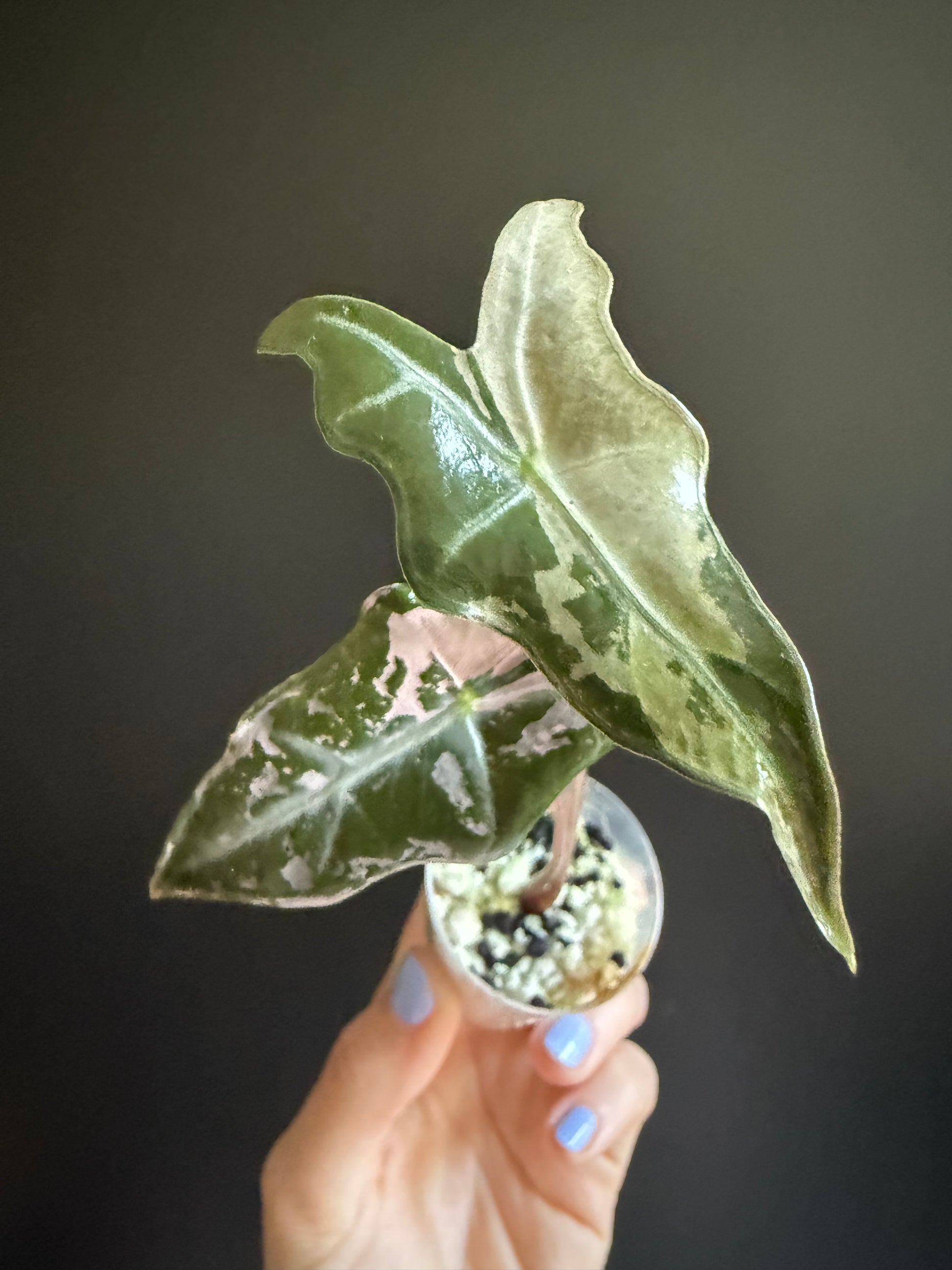 Variegated Alocasia Nobilis Pink