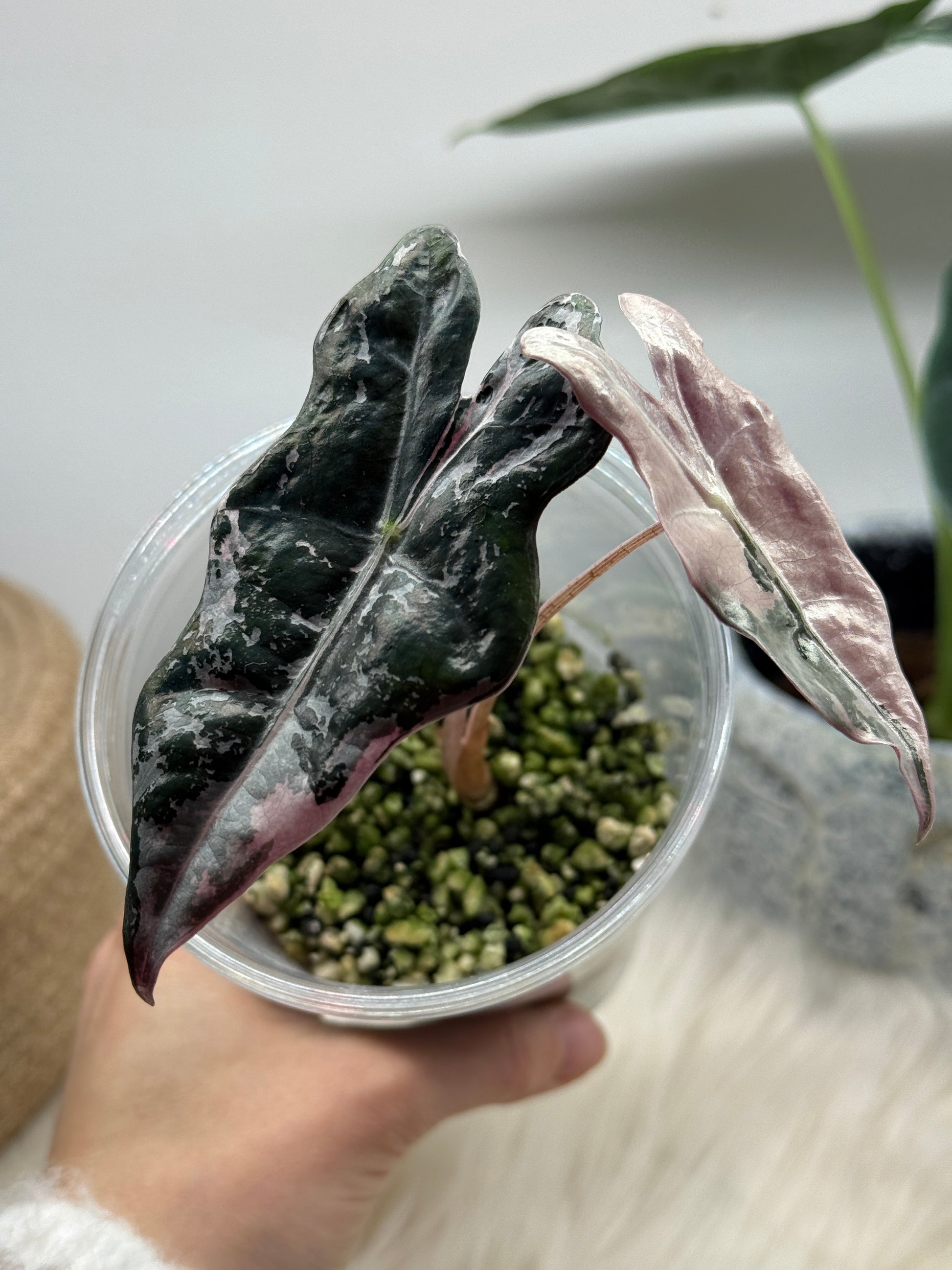 Variegated Alocasia Nobilis Pink