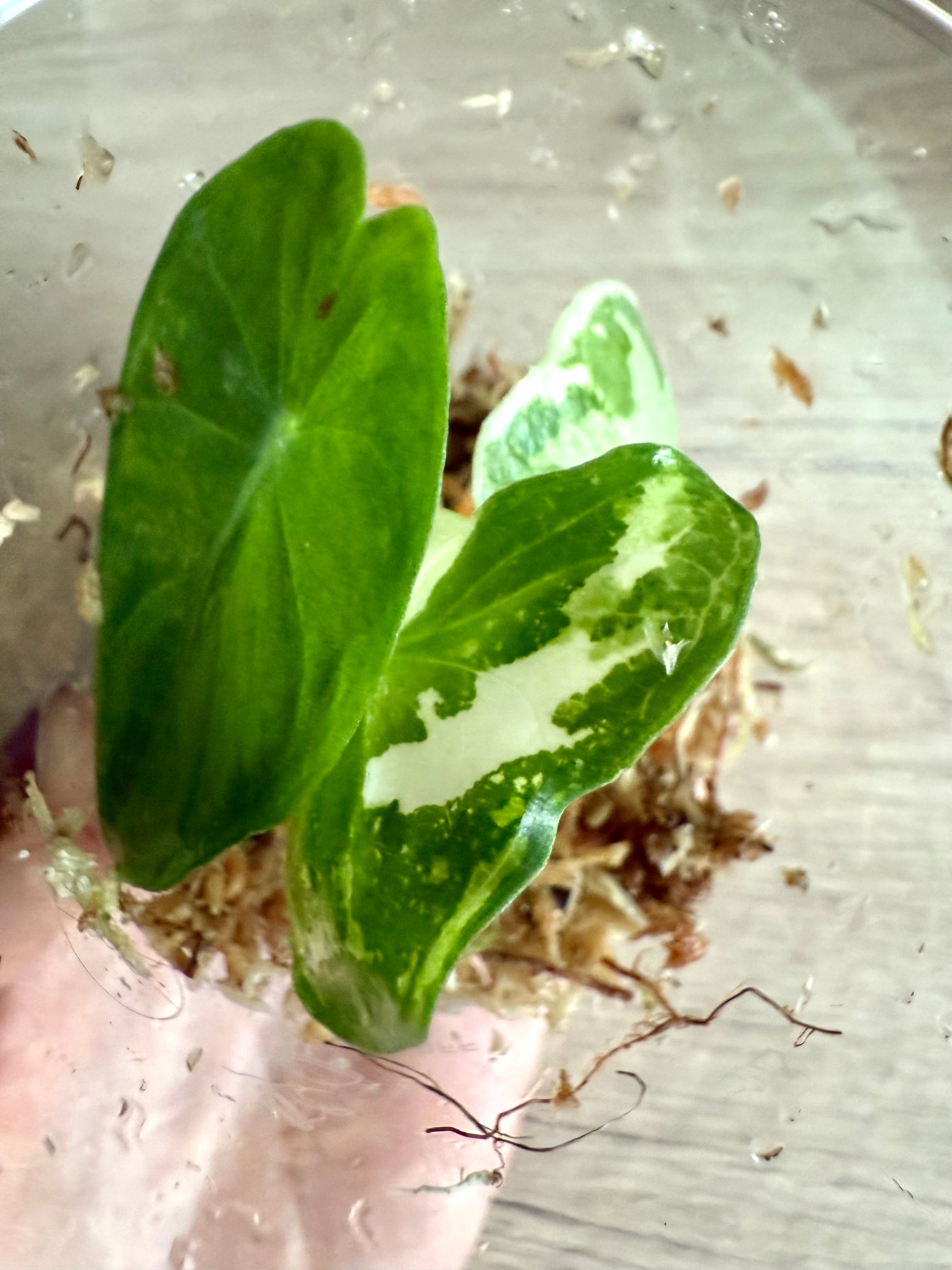 Alocasia Pink Dragon Albo Variegata