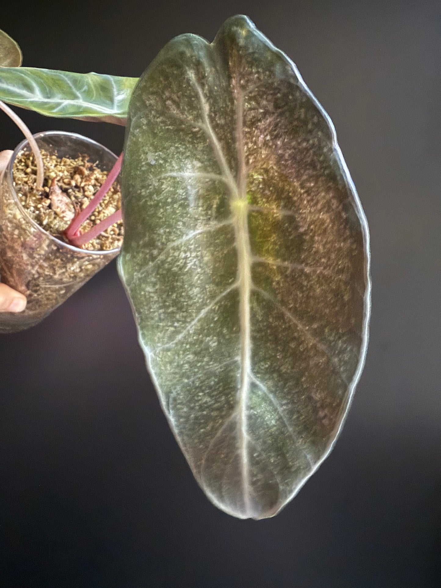Alocasia Pink Dragon Stardust
