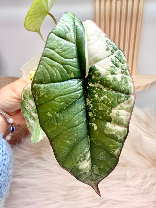 Variegated Alocasia Platinum Albo