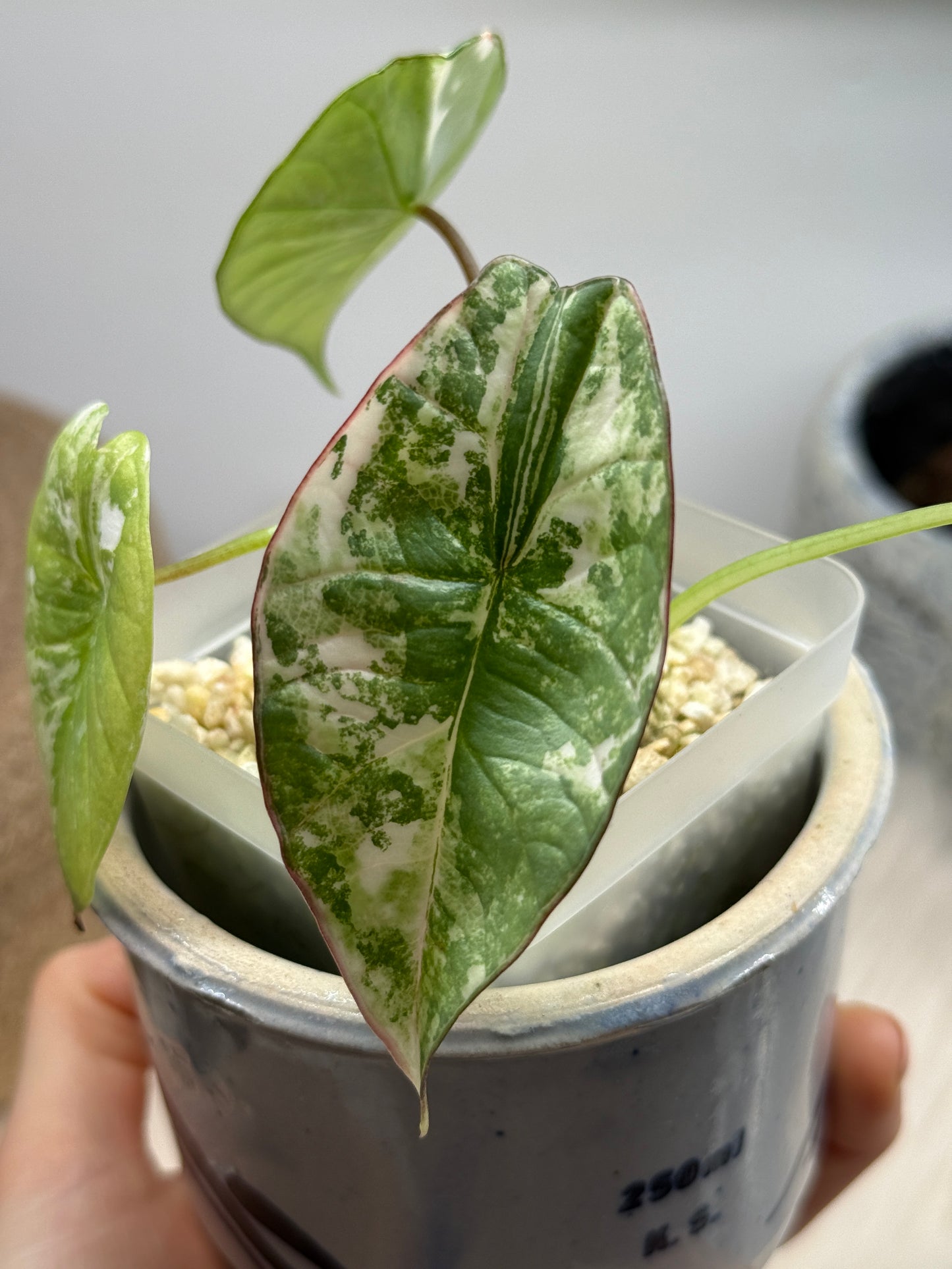 Variegated Alocasia Platinum Albo