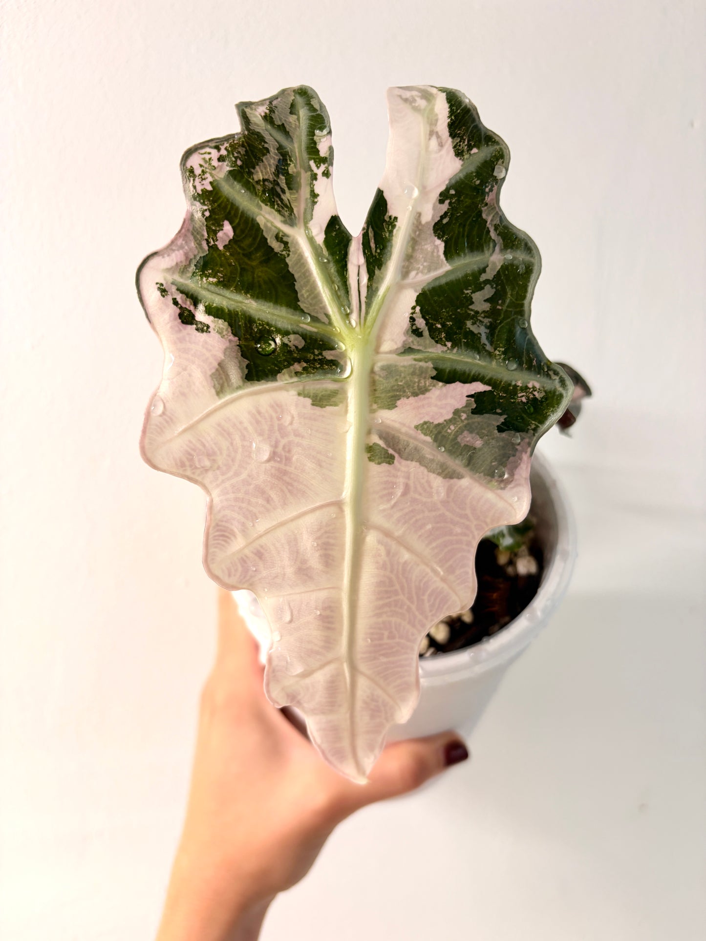 Alocasia Polly Albo Pink 