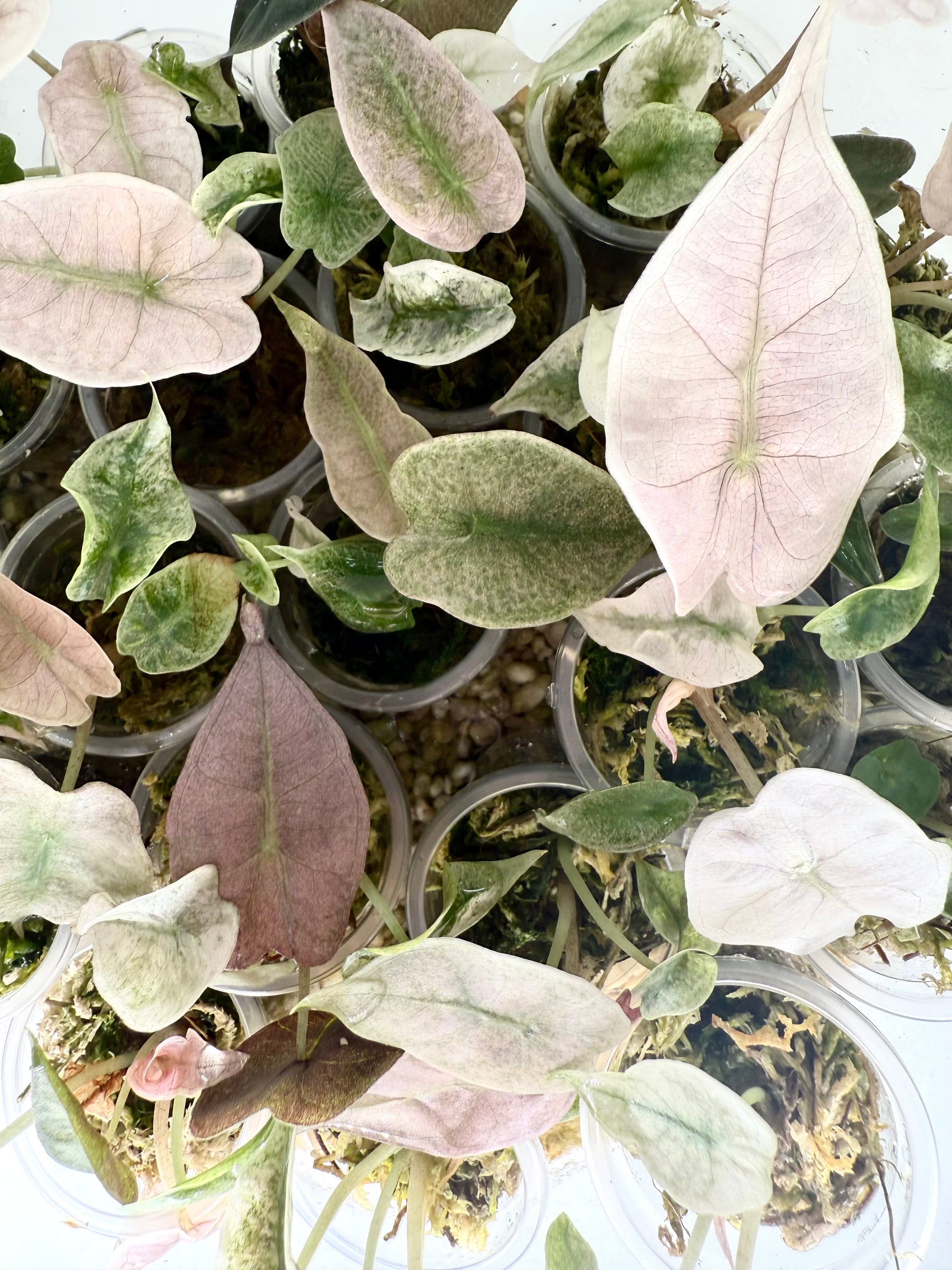 Variegated Alocasia Polly Mint Pink