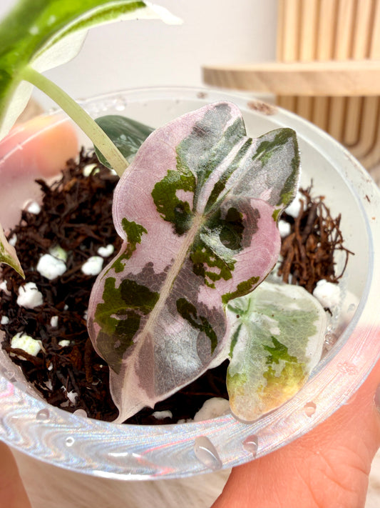 Variegated Alocasia Polly Pink Snowflake