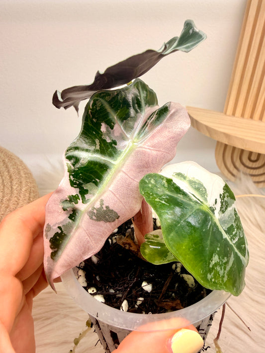 Variegated Alocasia Polly Pink Snowflake