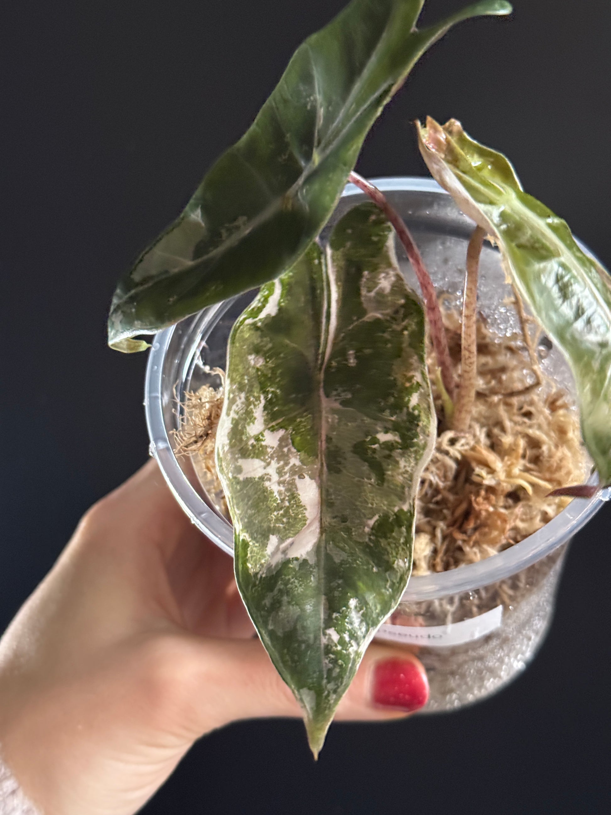 Variegated Alocasia Pseudo Sanderiana Pink
