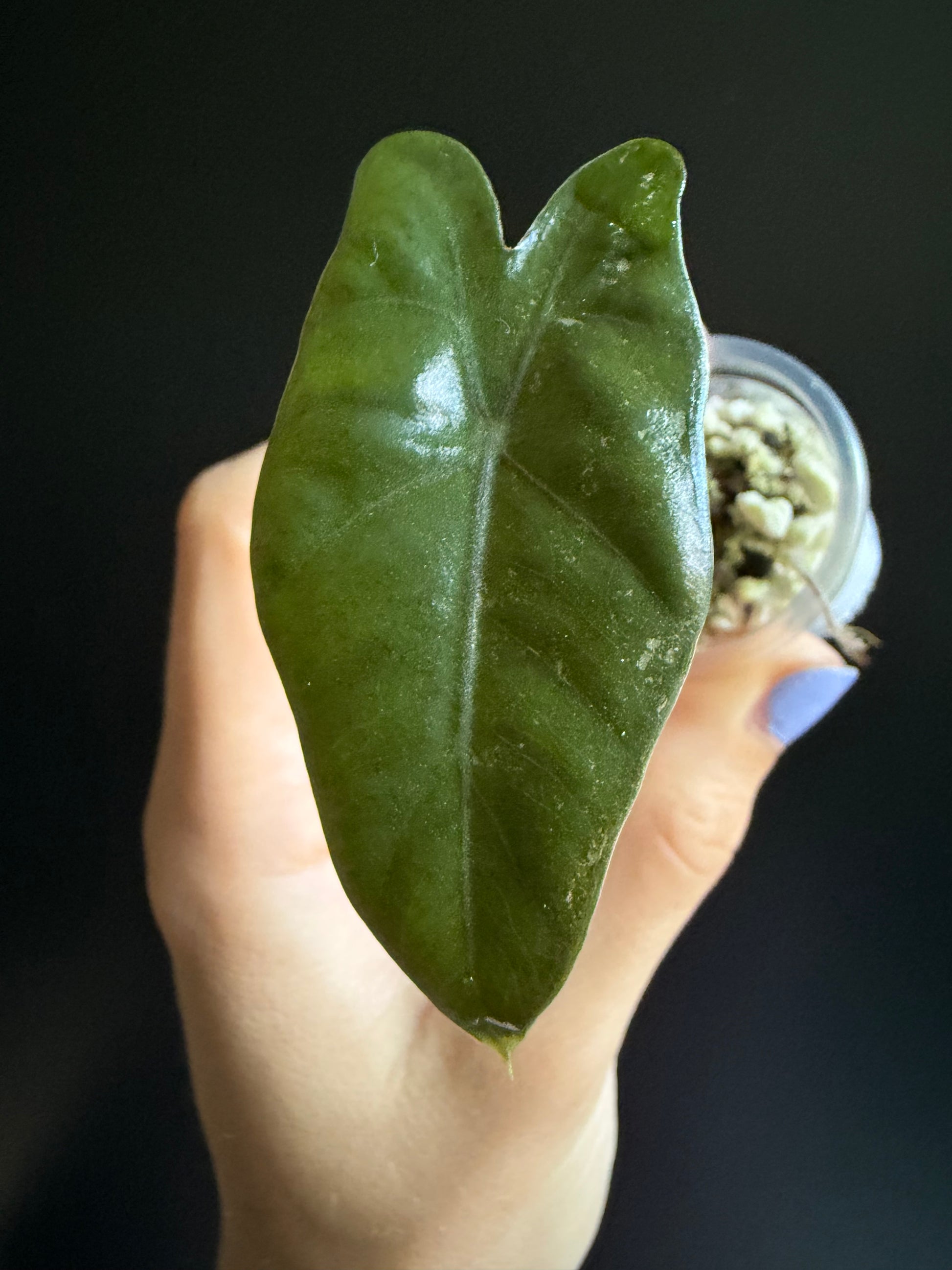 Alocasia Pseudo Sanderiana Variegata