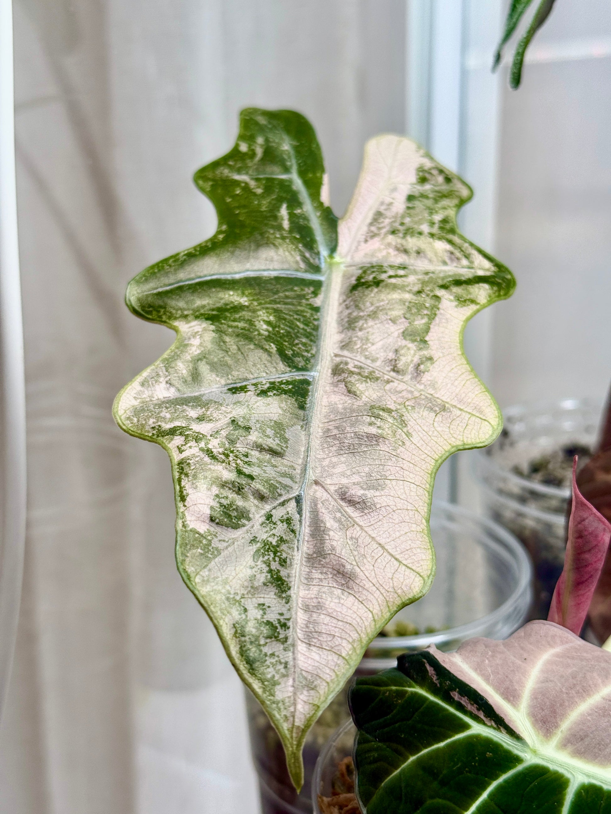 Variegated Alocasia Pseudo Sanderiana Pink