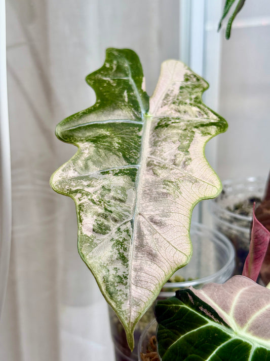 Variegated Alocasia Pseudo Sanderiana Pink