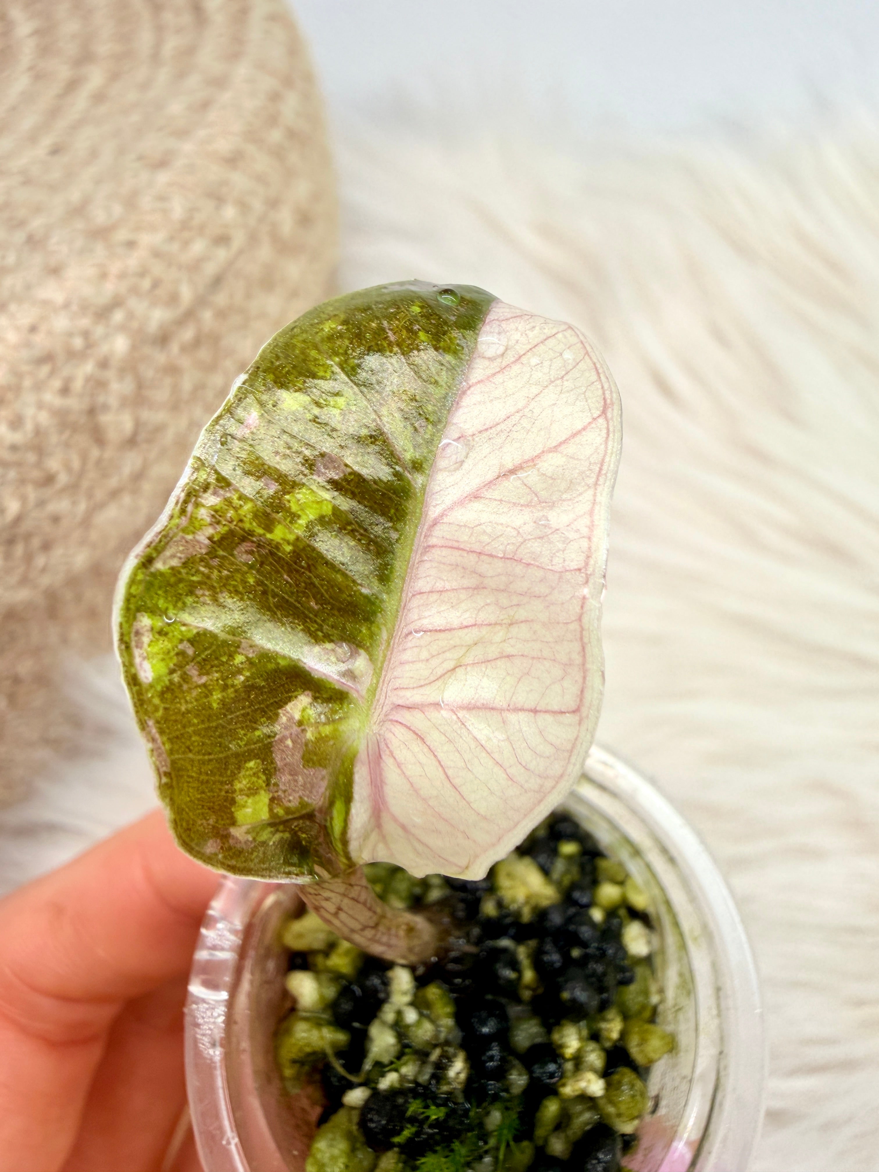 その他観葉植物 Alocasia 'Pseudo Sanderiana Variegata Rare Variegated Alocasia Plant – Pseudo Sanderiana Aurea Tissue