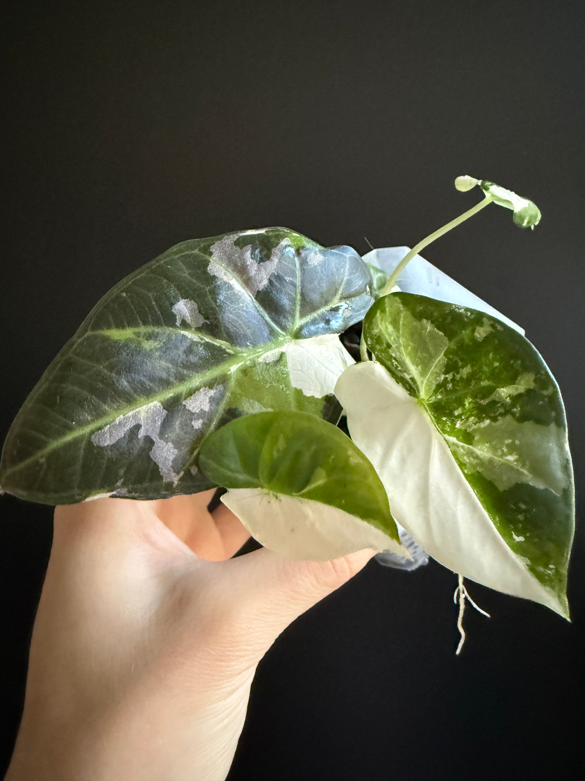Variegated Alocasia Regal Shields Albo
