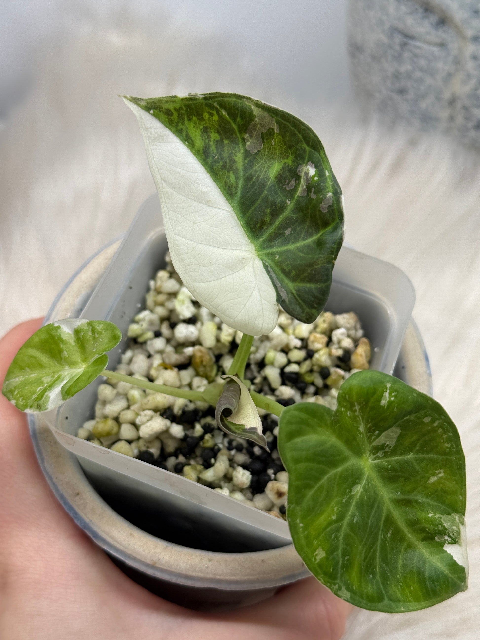 Variegated Alocasia Regal Shields Albo