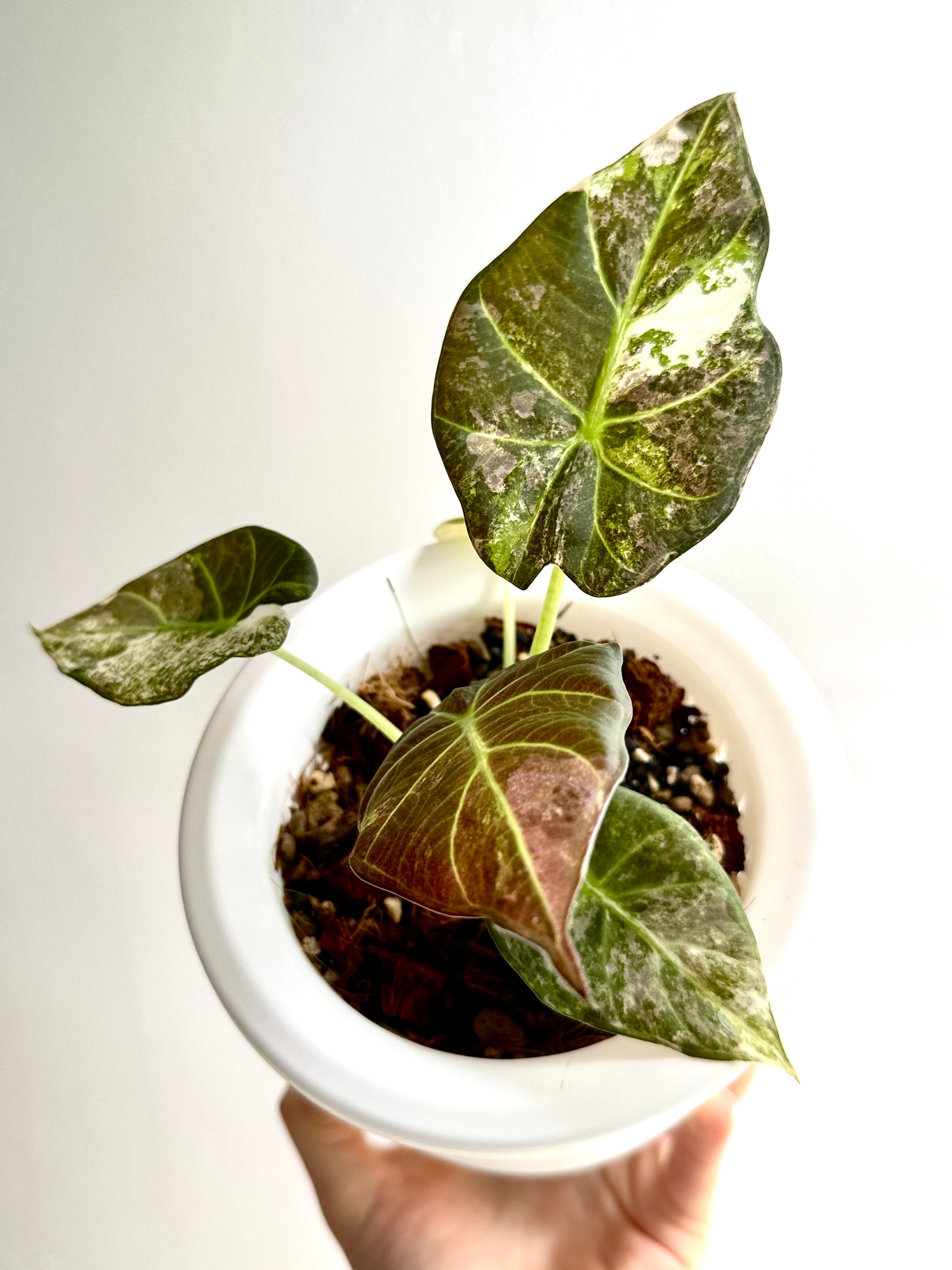 Alocasia Regal Shields Albo Variegata
