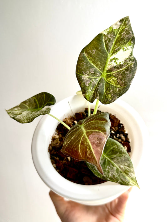 Alocasia Regal Shields Albo Variegata