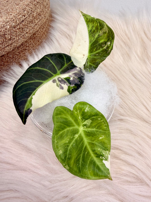 Variegated Alocasia Regal Shields Albo