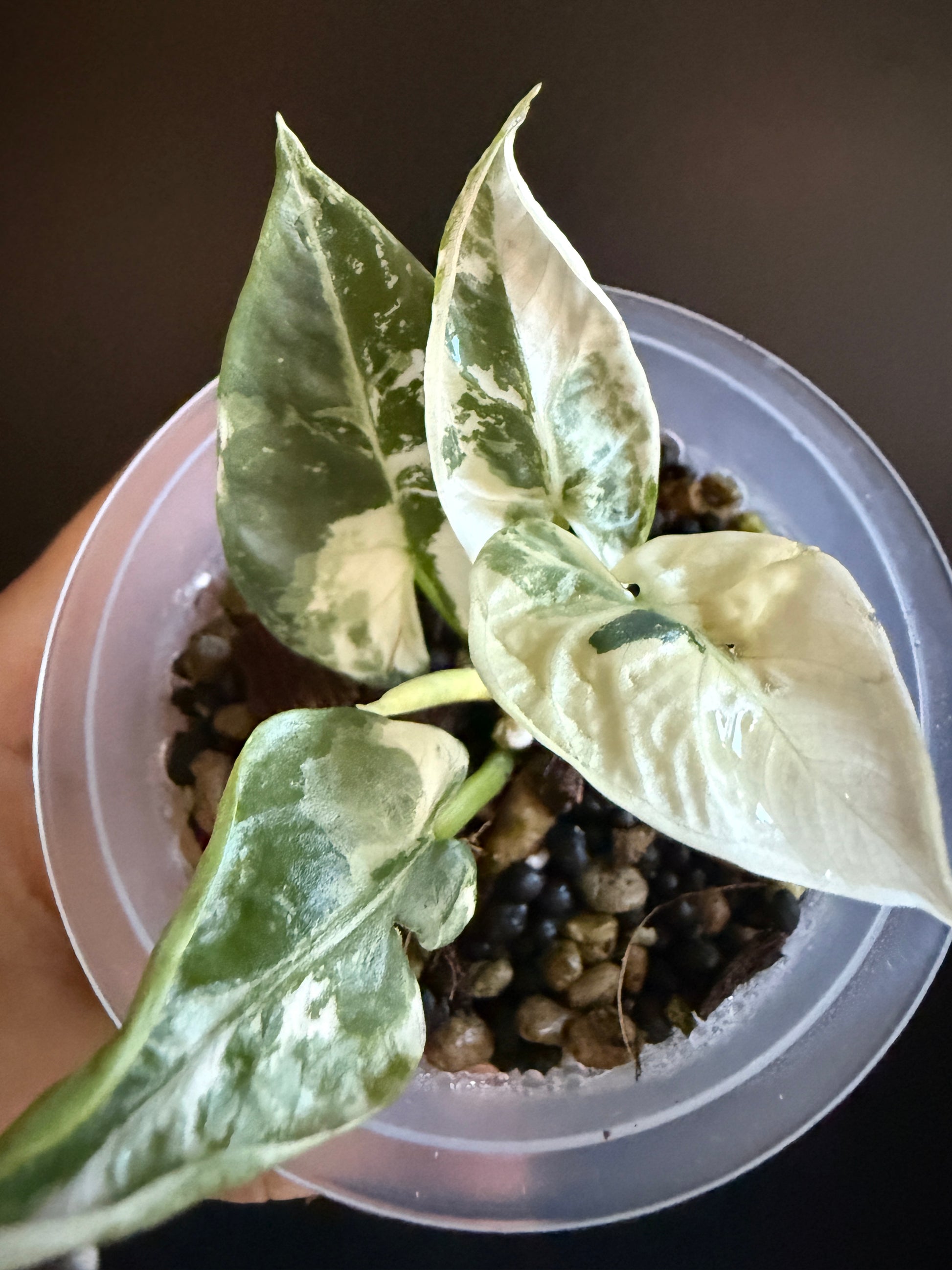 Variegated Alocasia Reginae Albo Pink