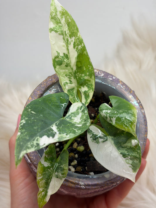 Alocasia Reginae Albo Variegated