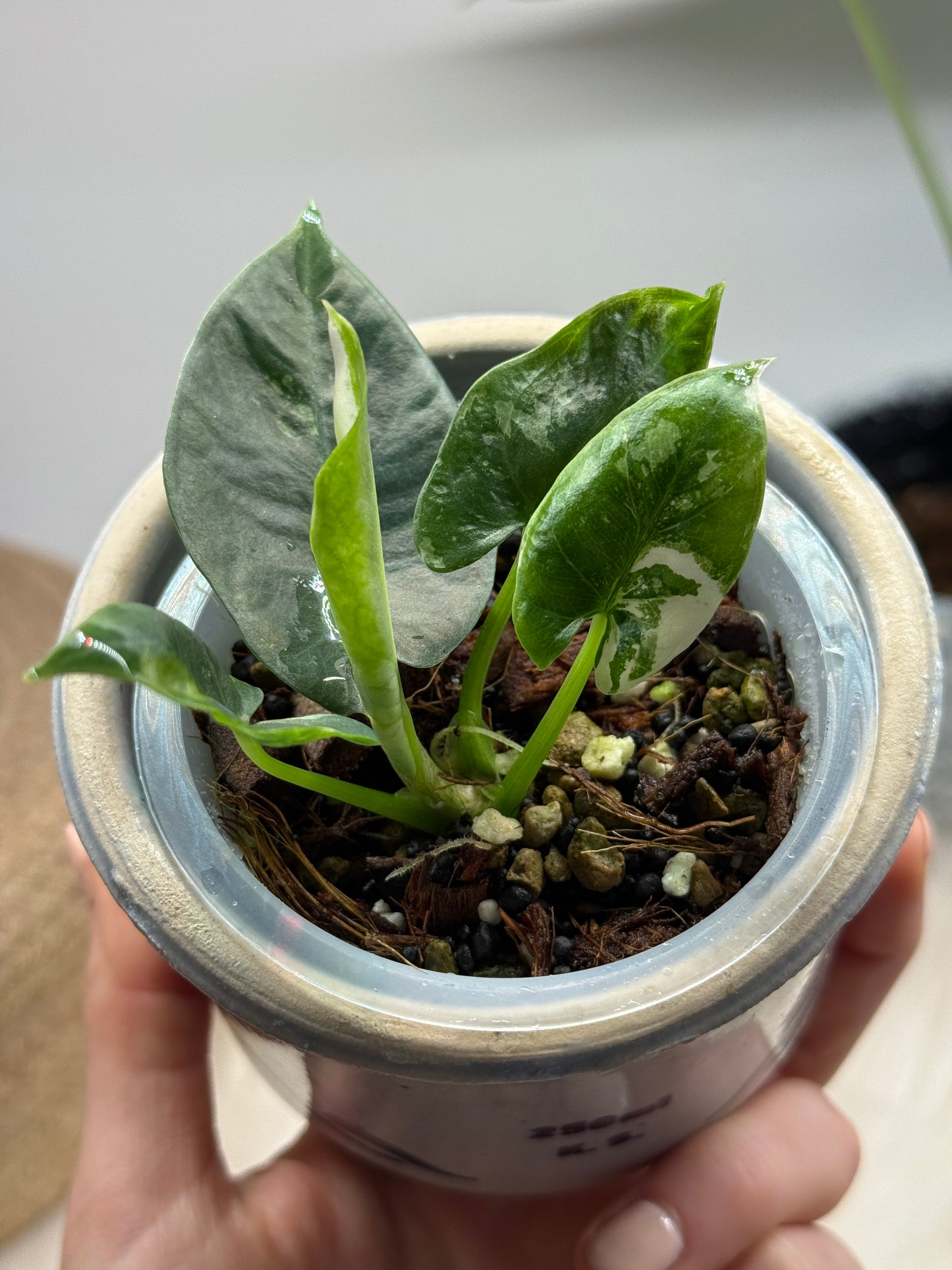 Variegated Alocasia Reginae Albo