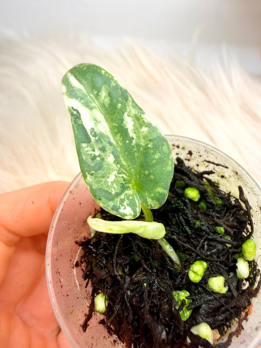 Variegated Alocasia Reginae Albo
