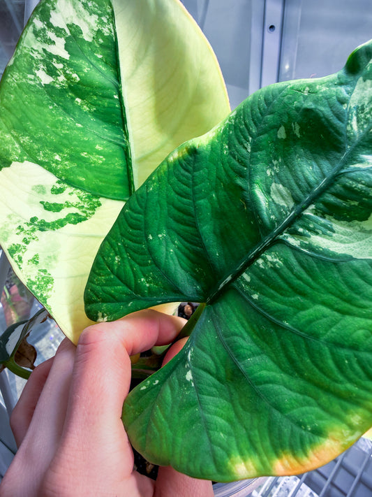 Alocasia Reginae Silver Albo Variegata