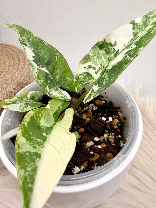 Variegated Alocasia Reginae Albo