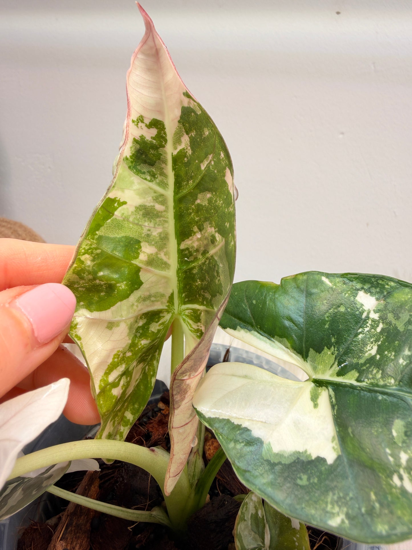Variegated Alocasia Scabriuscula Pink