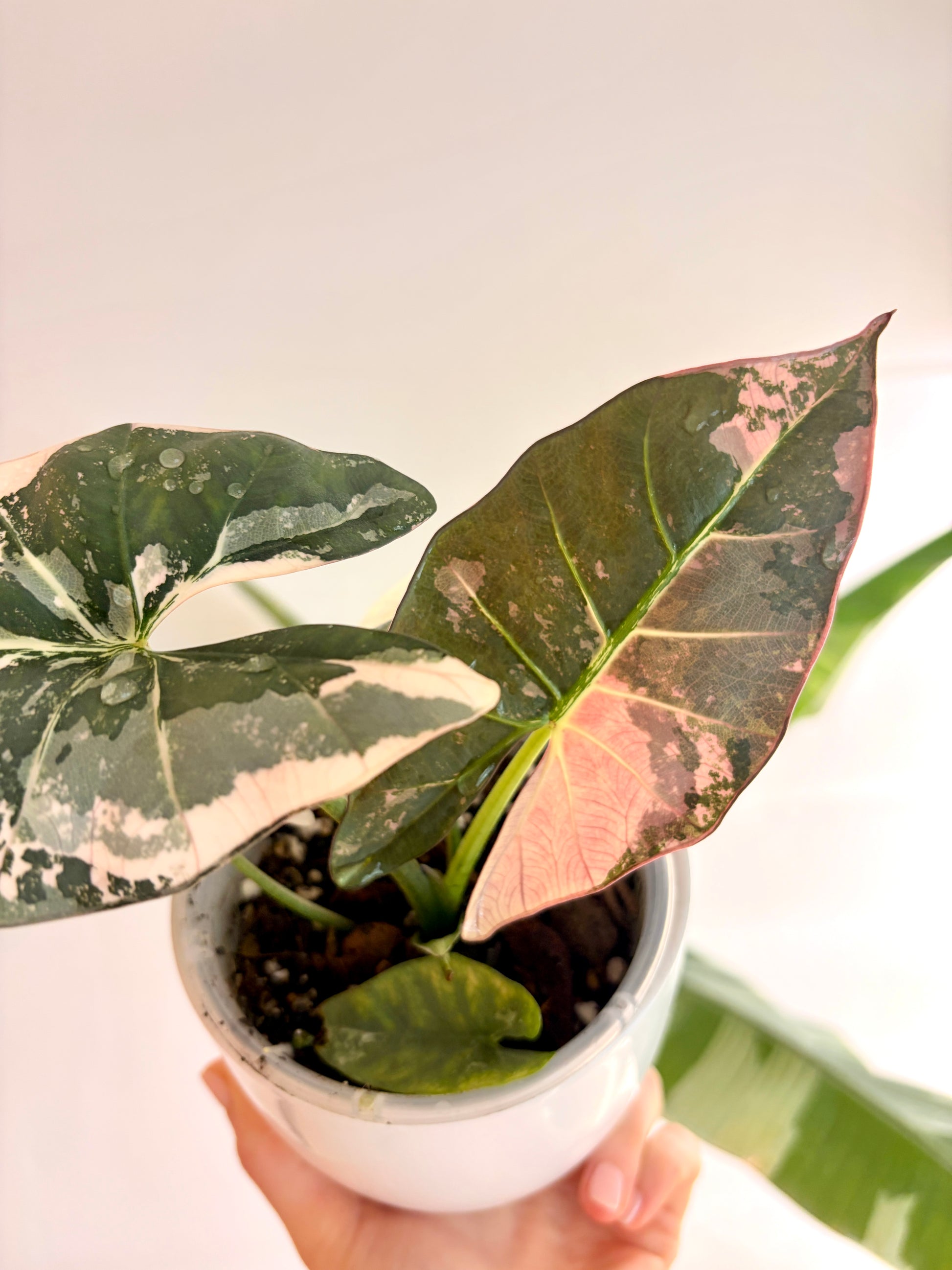 Alocasia Scabriuscula Pink Variegata Corm | Rhizom