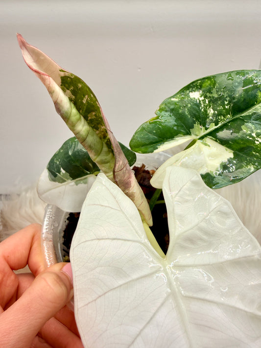 Variegated Alocasia Scabriuscula Pink