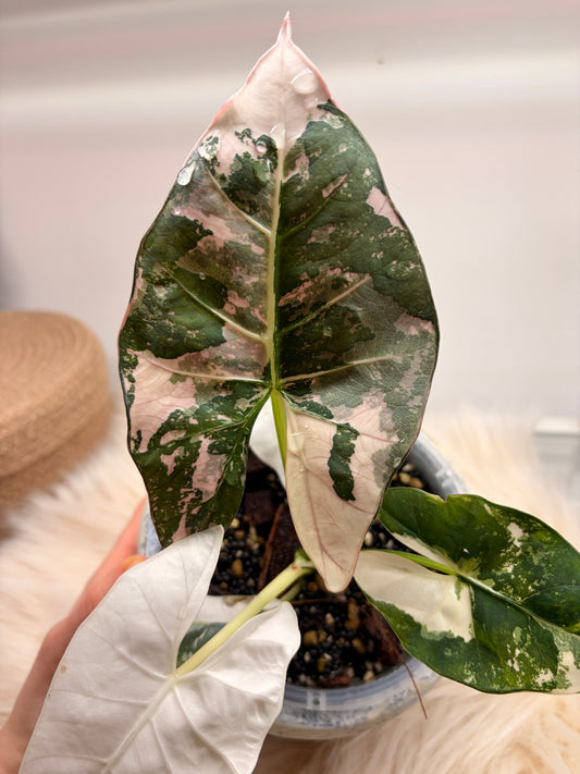 Variegated Alocasia Scabriuscula Pink