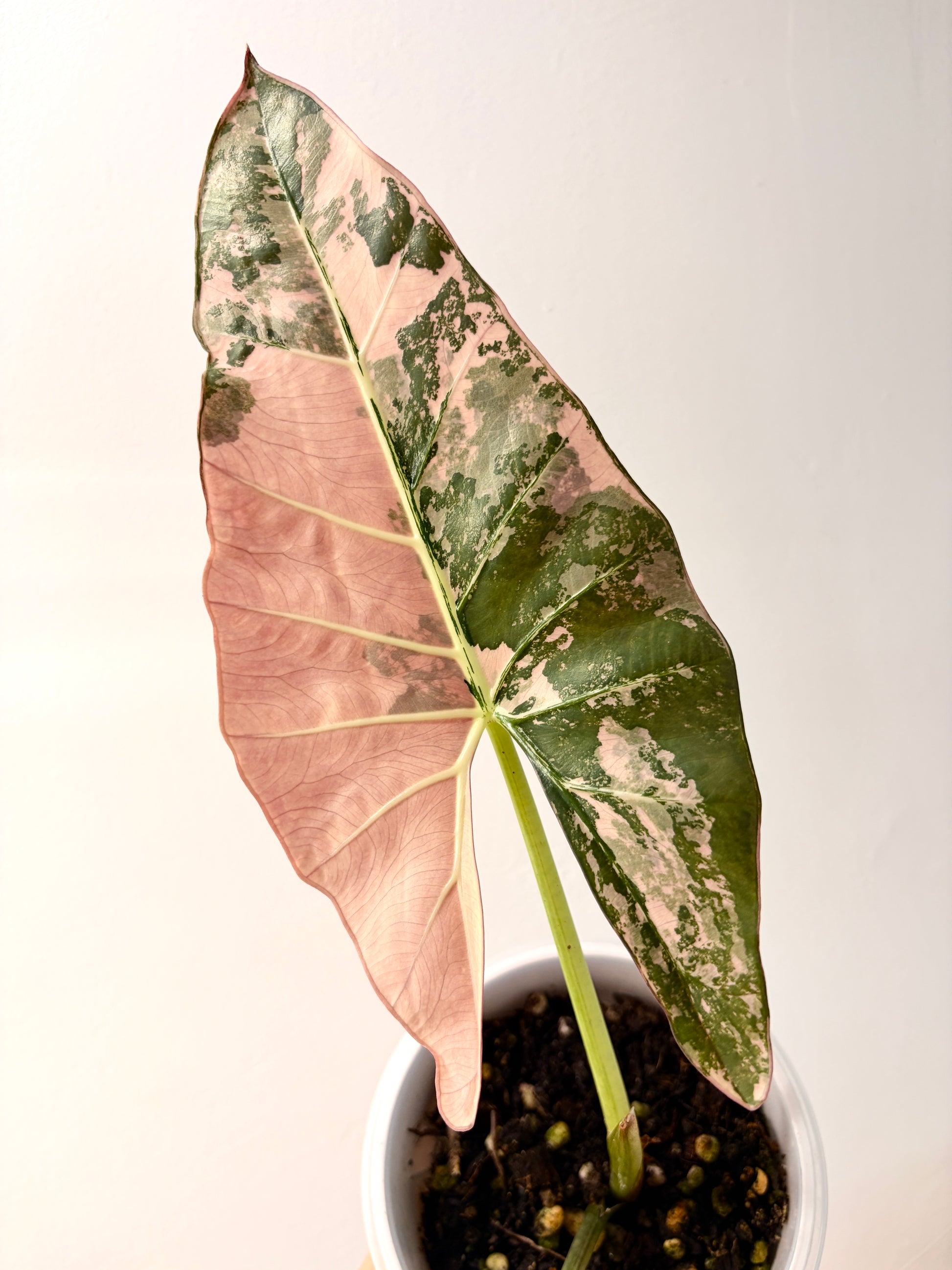 Variegated Alocasia Scabriuscula Pink Corm | Rhizom