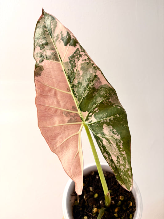 Rhizome & Stem Cuts | Variegated Specials | Serenity Botanics