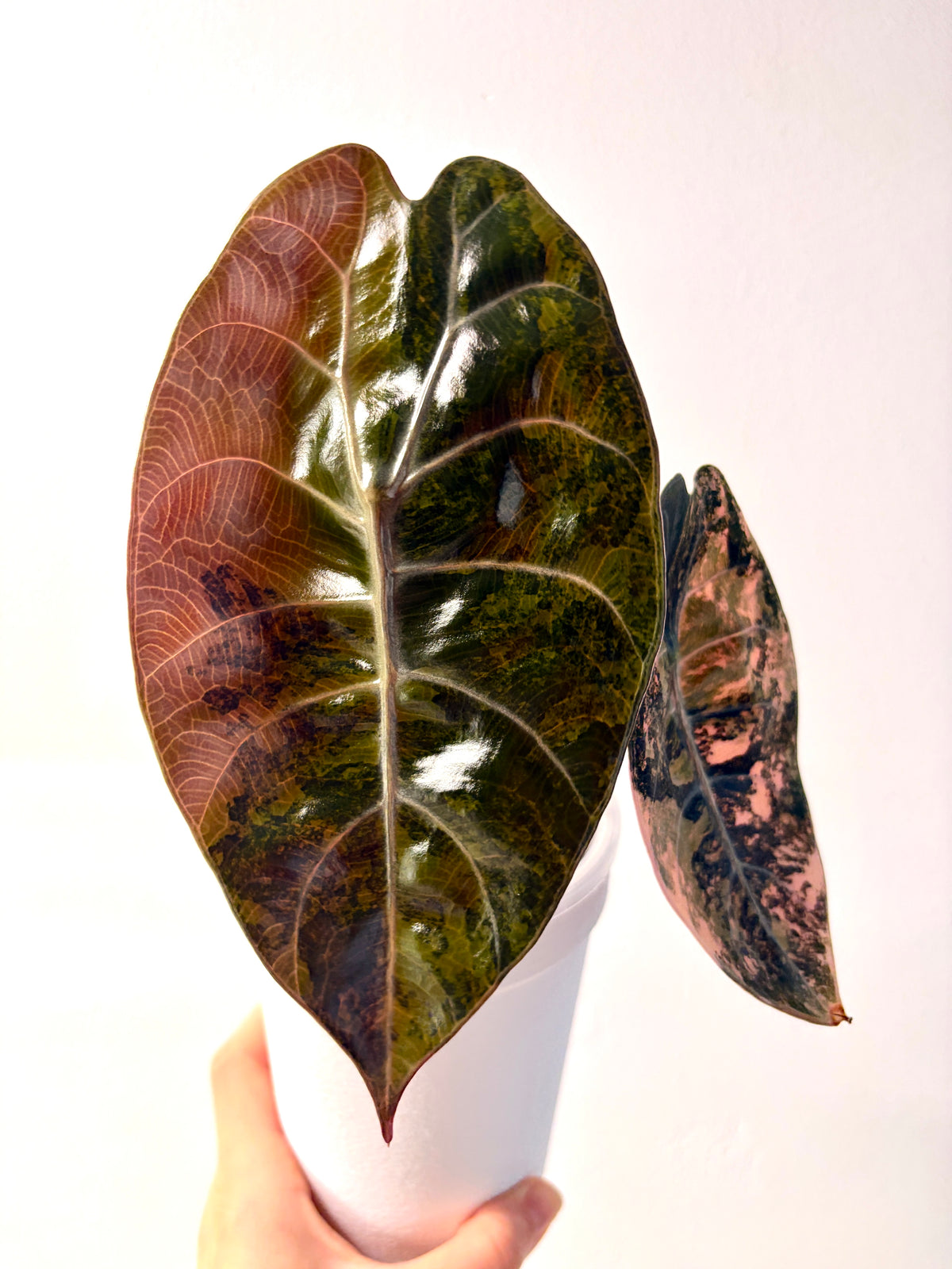 Variegated Alocasia Sedenii Aurea