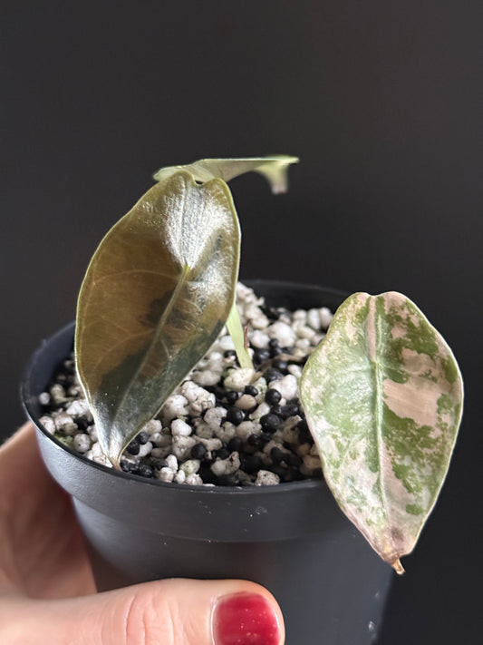 Variegated Alocasia Sedenii Aurea
