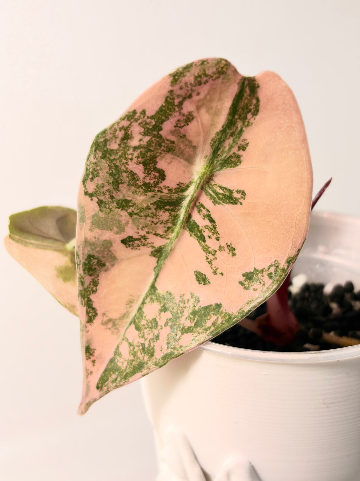 Alocasia Sedenii Peach Aurea Pink